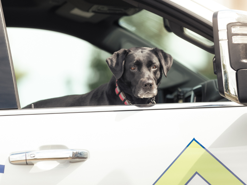 elite roofing dog in truck looking out window