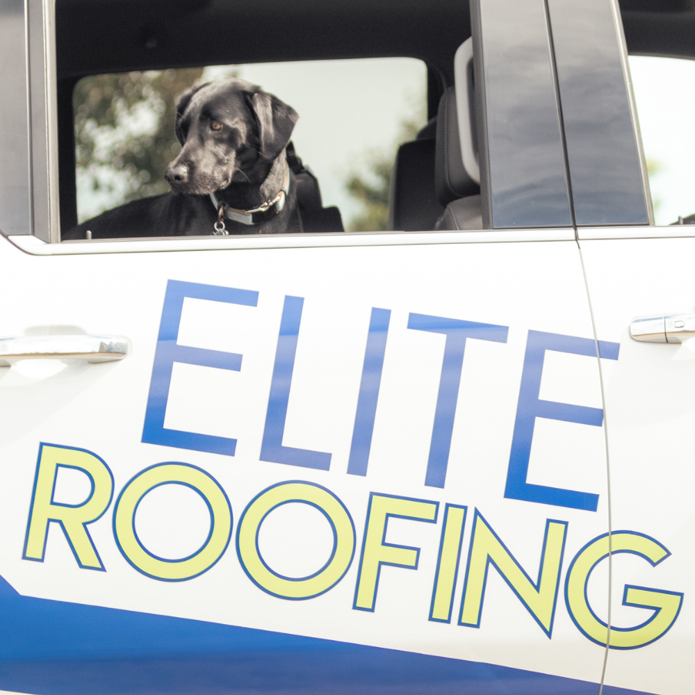 elite roofing dog looking out window